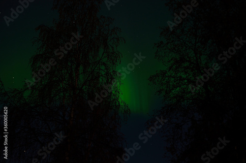 aurora borealis over birch trees in autumn