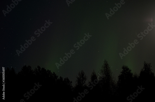 aurora borealis over forest in autumn