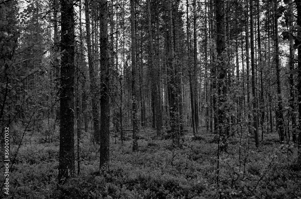 Obraz premium pine tree forest