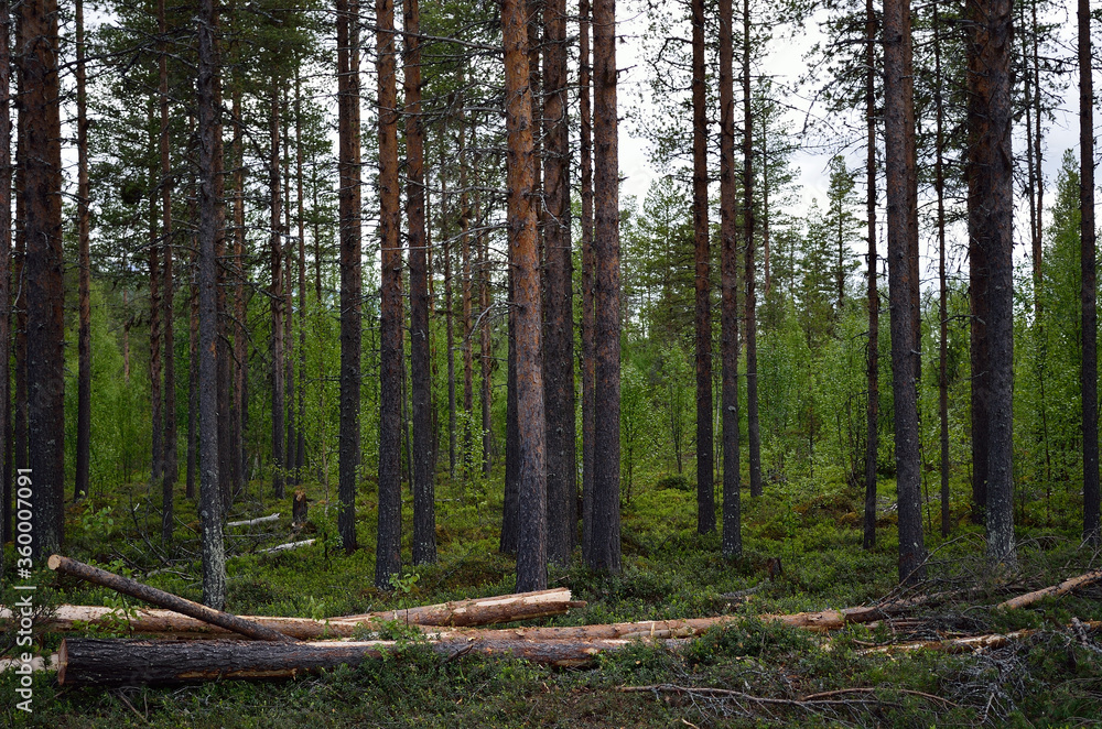 Obraz premium pine tree forest in summer