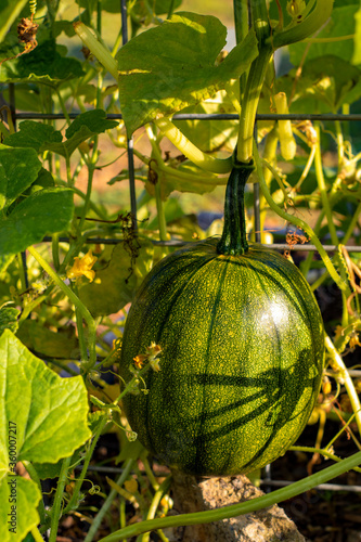 A young green pumpkin grows on a goat panel trellis supported by a stone underneath it in a raised garden bed. photo