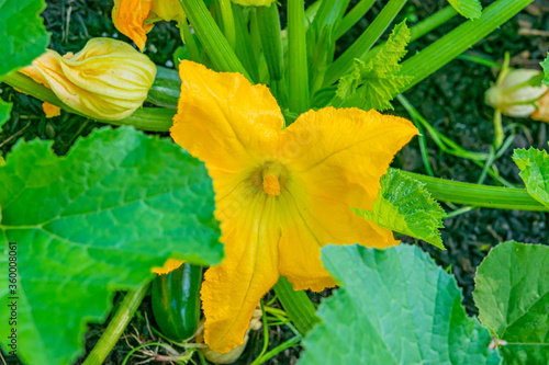 Squash blossom in garden with tiny squash growing