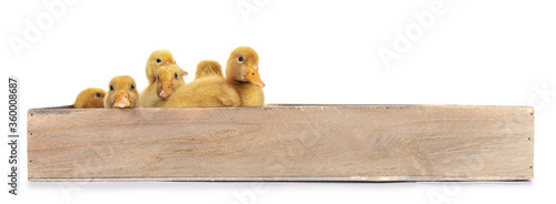 Tableau sur toile Group of ten day old Peking Duck chicks, standing /  laying in wooden box