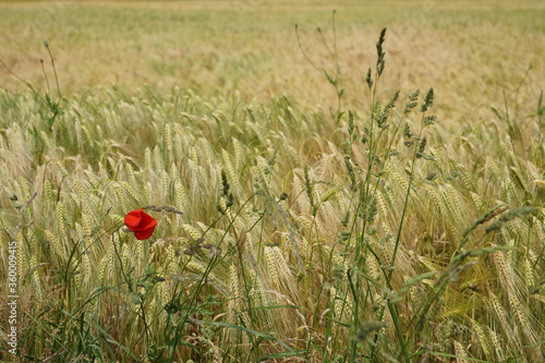 poppy in the field © organpipecoral