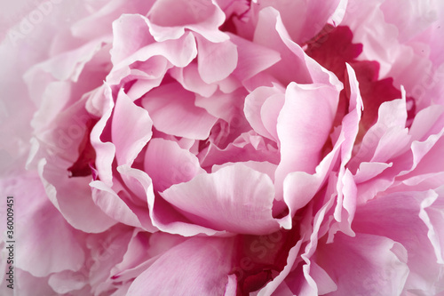 Fototapeta Naklejka Na Ścianę i Meble -  Pink peonies close up background. Vintage floral background. Beautiful spring garden. Wedding concept.