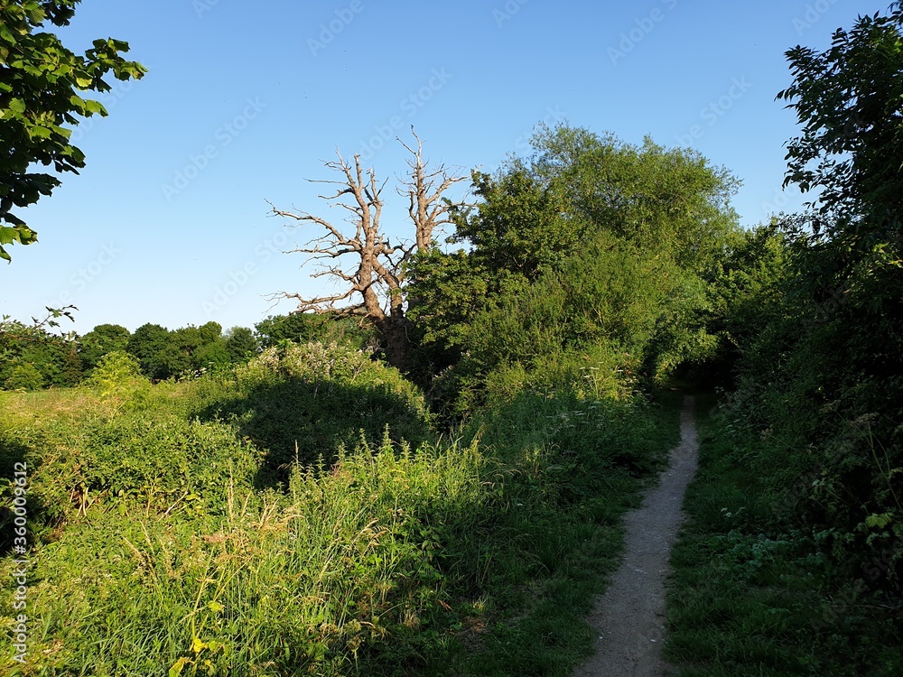 Country path, gnarled tree