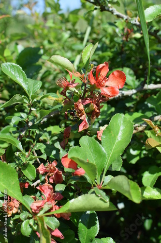 flowers of Japanese quince