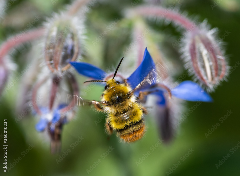 Bumble Bee (Bombus mixtus) hovering near a blue Borage flower Bumble Bee (Bombus mixtus) hovering near a blue Borage flower