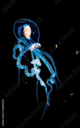 Settling Wonderpus Octopus photo