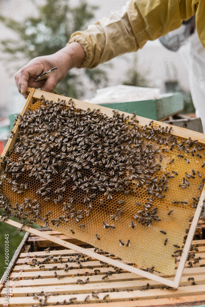 Beehive Beehive