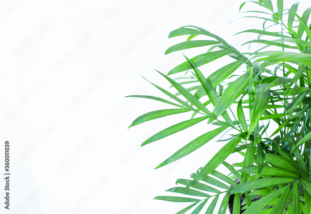 Green leaves palm isolated on white, green leaves palm from tropical. Green leaves palm isolated on white, green leaves palm from tropical.
