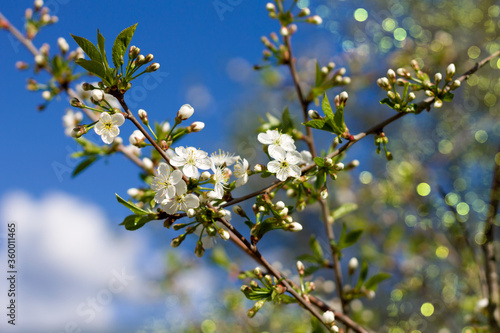Beautiful branches of blooming cherry. Sunny day. Focus on the blossoming flowers. Image with blur and beautiful bokeh.