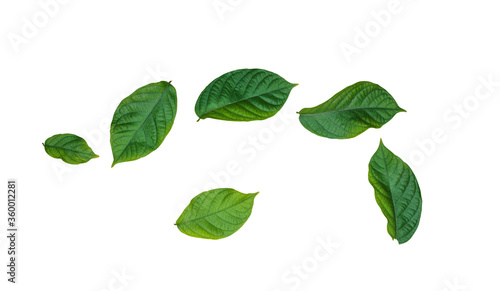 Fresh green leaves, green leaves on white background