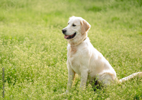Happy golden retriever on blooming field © tan4ikk