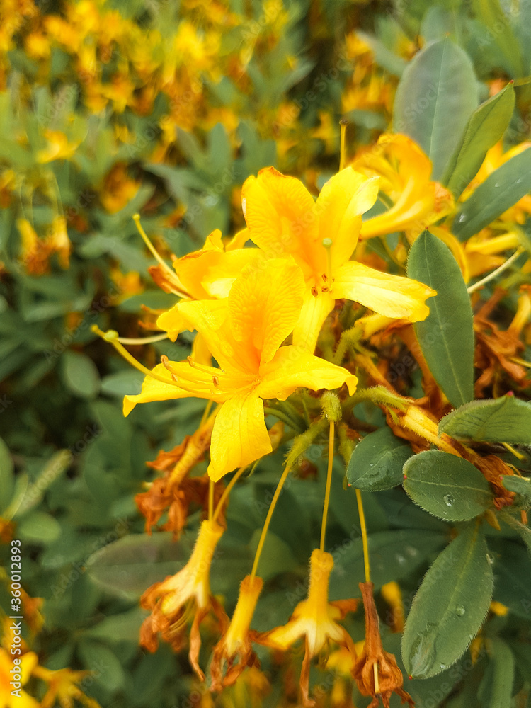 Yellow Azalea (Gelbe Azalee, Rhododendron luteum)
Yellow Azalea (Gelbe Azalee, Rhododendron luteum)