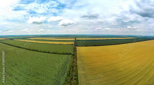 multi-colored fields of crops - summer panorama, aerial view. The green field to the left of the road is a growing sunflower. Yellow field on the right - after harvesting wheat