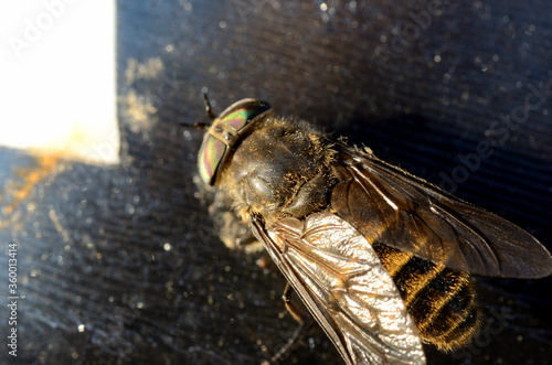 horse-fly,gad fly,clegg,klegg caught on fly paper under extreme invasion in summer macro photo photo