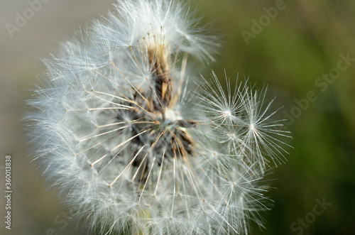 common dandelion flower after blooming spreading seeds with the wind in summer macro photo