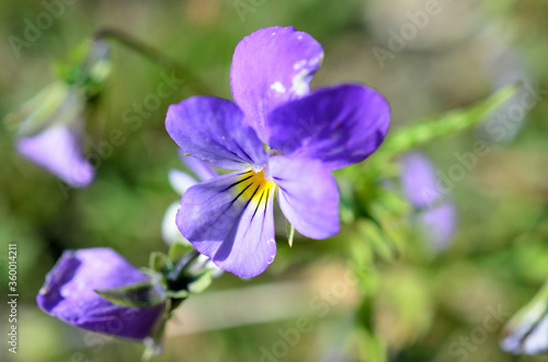 small purple and blue wildflower in summer macro photo