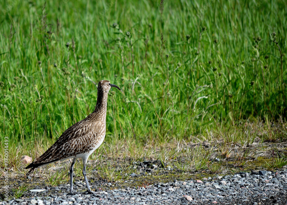 eurasian curlew bird parent looks out for her chickens in the green field eurasian curlew bird parent looks out for her chickens in the green field