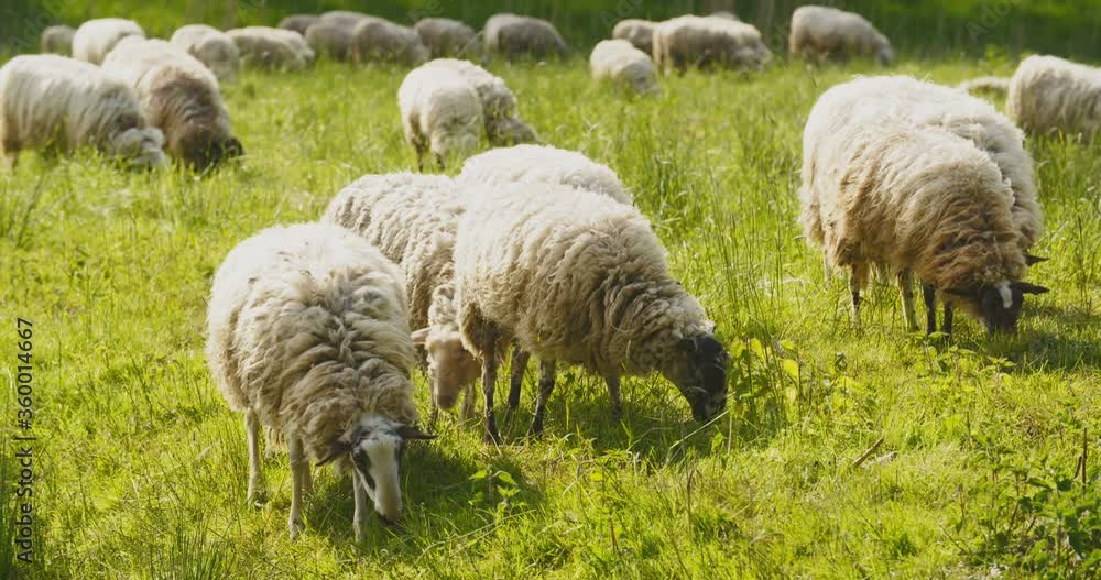 A flock of sheep grazing in a green field. A flock of sheep grazing in a green field.
