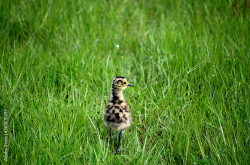 cute eurasian curlew bird chicken walking in tall grass looking for her parents © Arcticphotoworks