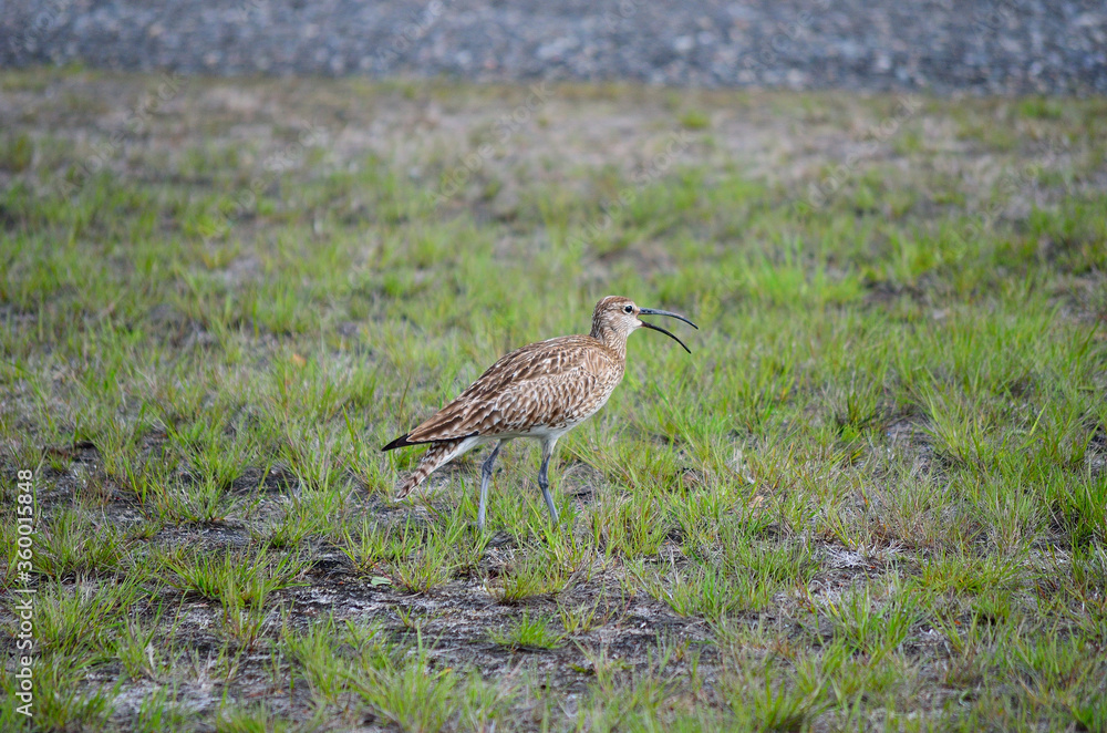 eurasian curlew bird parent singing and watching her chickens in summer