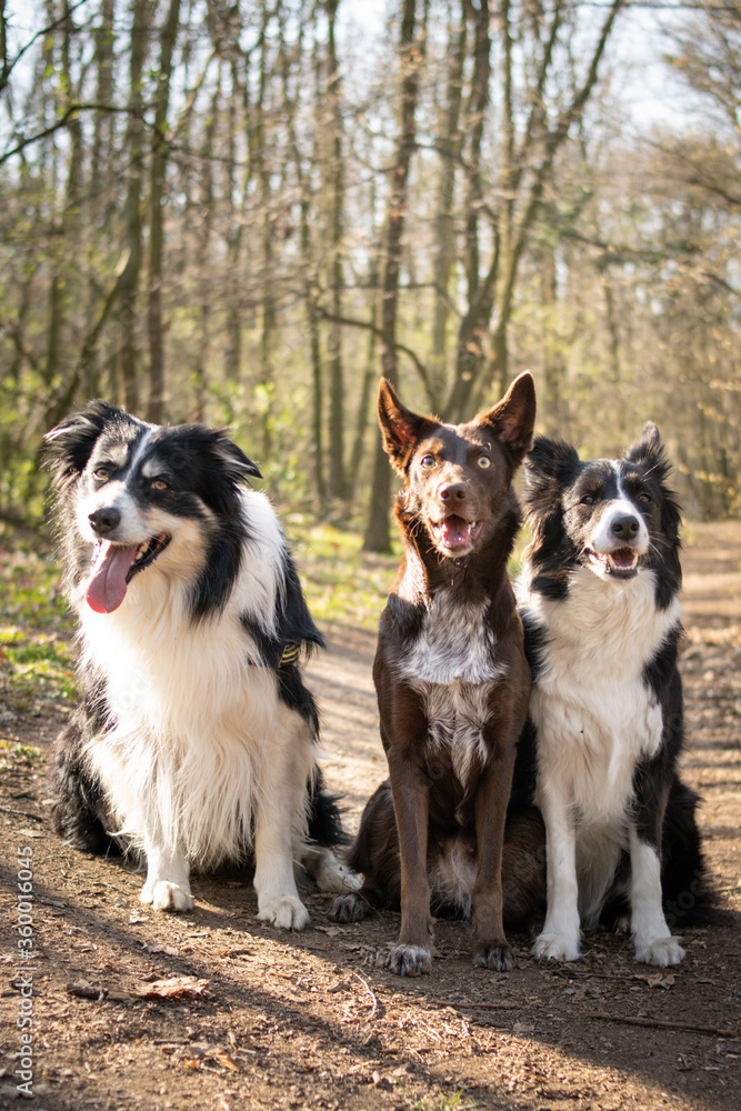 Three border collies are sitting in forest on the road. They are so patient model.