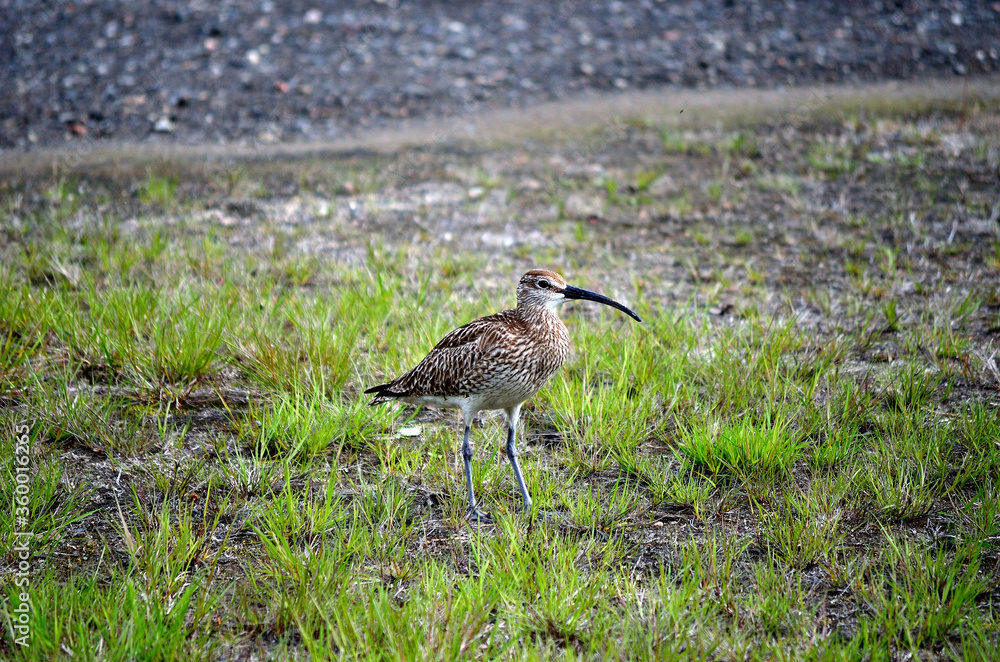 beautiful eurasian curlew bird in summer beautiful eurasian curlew bird in summer