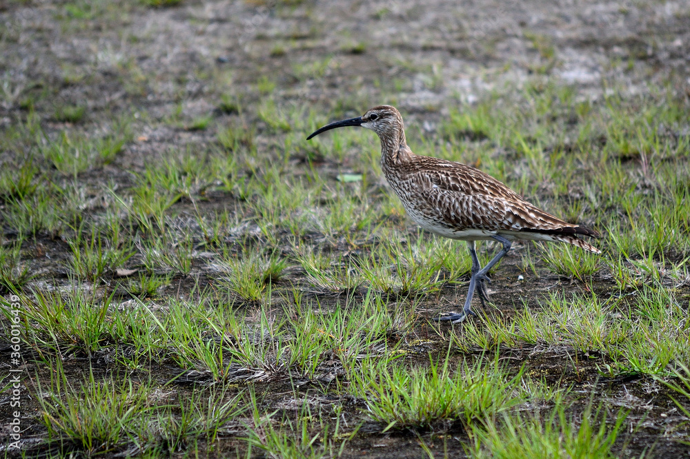 eurasian curlew bird parent keeps a close watch on her chickens eurasian curlew bird parent keeps a close watch on her chickens