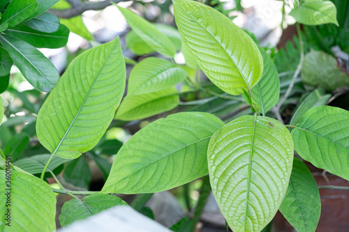 kratom plant (Mitragyna speciosa) Mitragynine on blur background ,Drugs and Narcotics,Thai herbal which encourage health