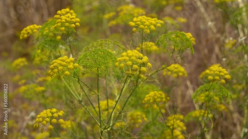 Yellow wild flowers in Galilee, Israel photo