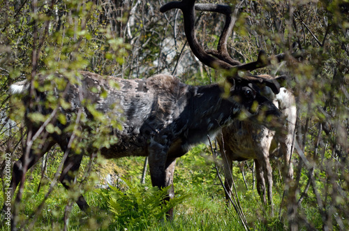 reindeer in summer forest