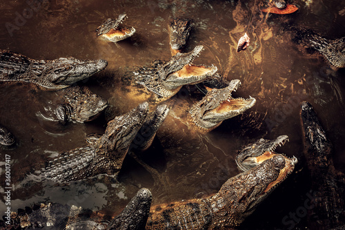 crocodile in the river