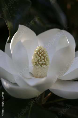 Magnolia Grandiflora in Southern Garden photo