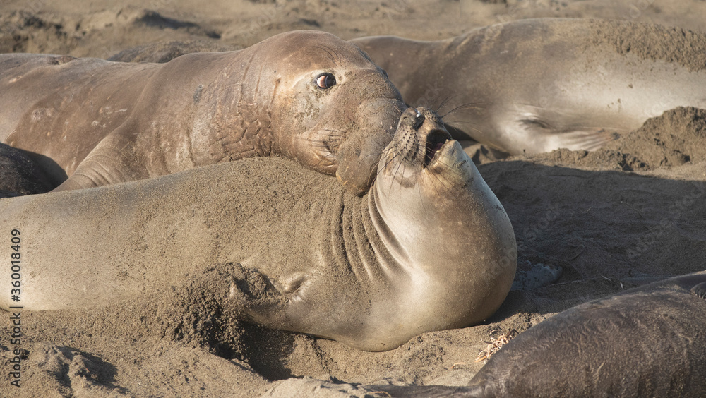 Fototapeta premium Northern Pacific Elephant Seals on California Coast