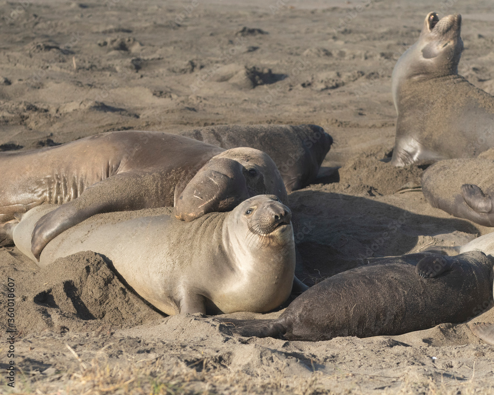 Fototapeta premium Northern Pacific Elephant Seals on California Coast