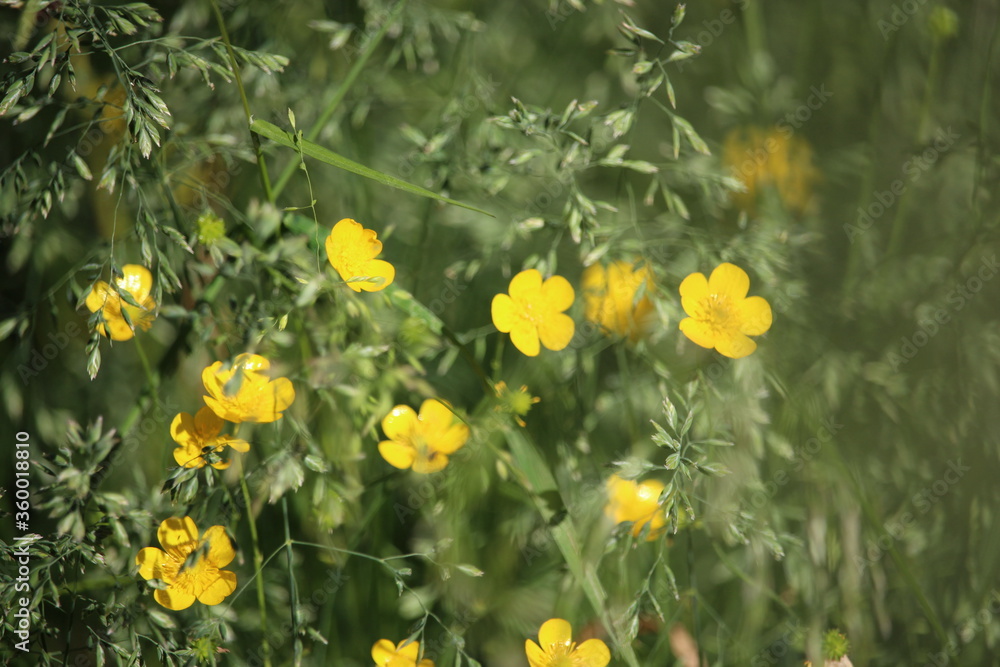 Obraz premium Close up of a Common Buttercup yellow flowers on green grass background. Meadow buttercup, tall buttercup, giant buttercup