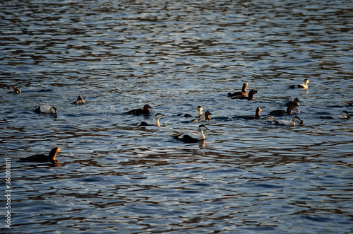 beautiful duck flock diving and feeding in the cold fjord water in late autumn