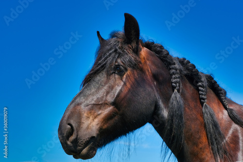 Dutch Black Beauty #3