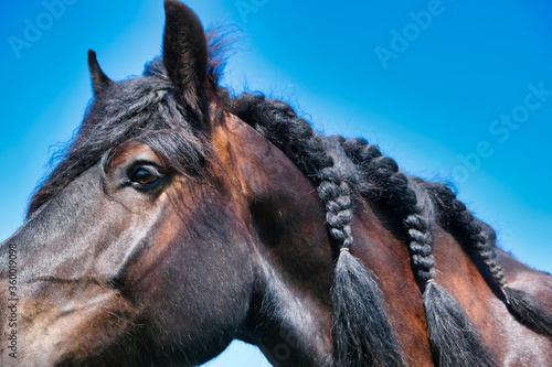 Dutch Black Beauty #14