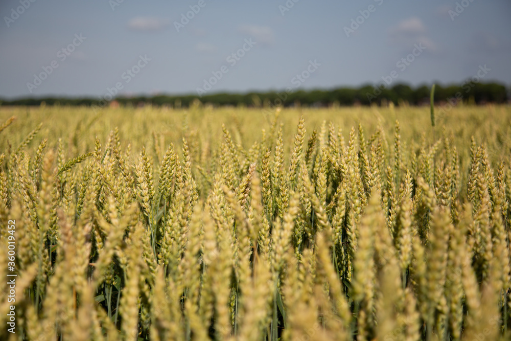 Wheat field in summer-beautiful ears Wheat field in summer-beautiful ears