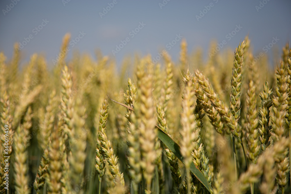 Wheat field in summer-beautiful ears Wheat field in summer-beautiful ears
