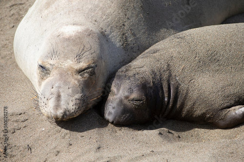 Northern Pacific Elephant Seals on California Coast