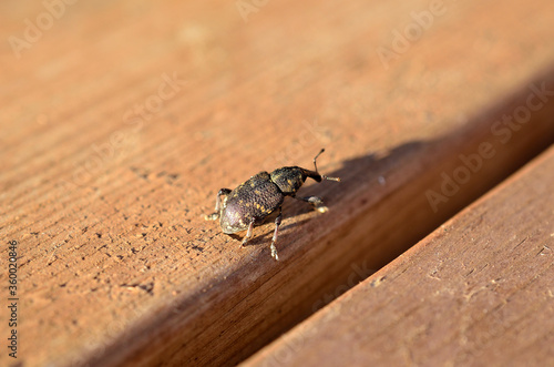 Big insect with hard armor in summer sun
