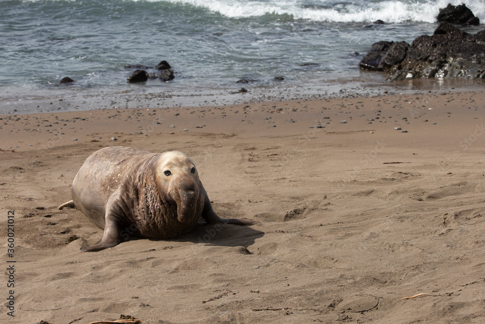 Northern Pacific Elephant Seals on California Coast Northern Pacific Elephant Seals on California Coast