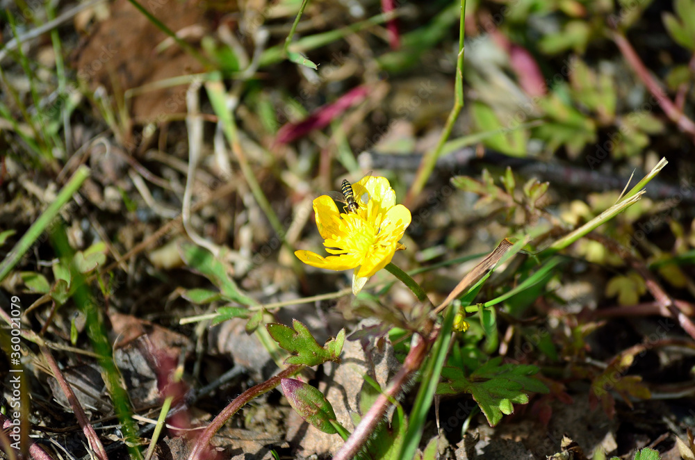 insect on buttercup flower in summer nature insect on buttercup flower in summer nature