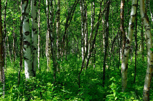 birch tree forest summer