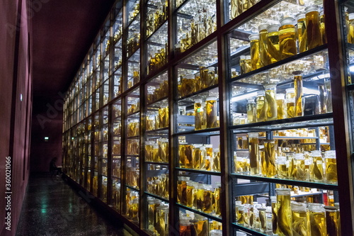 Photography Shelves with various animals preserved in formaldehyde solution