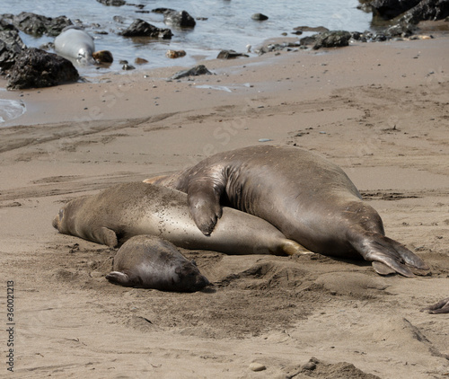 Northern Pacific Elephant Seals on California Pacific Coast